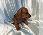 Small Photo #4 Dachshund Puppy For Sale in HUDSON, CO, USA