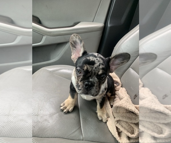 Medium Photo #1 French Bulldog Puppy For Sale in ABINGTON, MA, USA