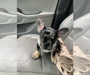 French Bulldog Puppy for sale in ABINGTON, MA, USA