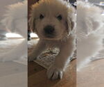 Small #4 Great Pyrenees