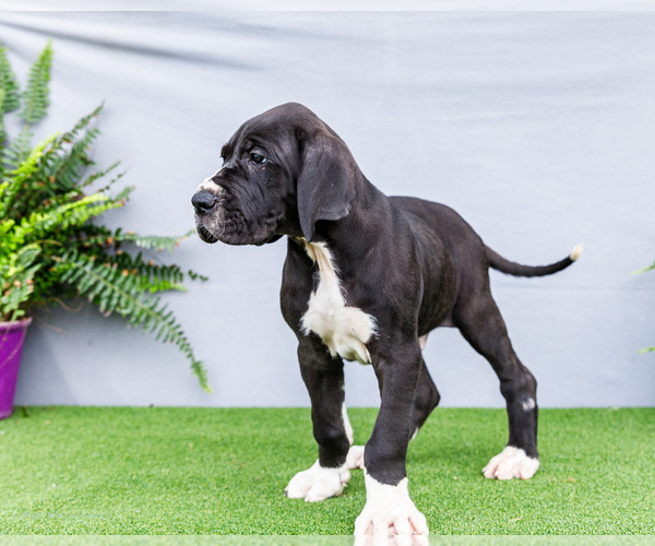 Medium Photo #14 Great Dane Puppy For Sale in WAKARUSA, IN, USA