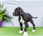 Small #4 Great Dane