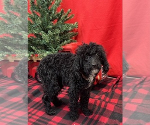 Poodle (Miniature) Puppy for sale in DUNDEE, OH, USA