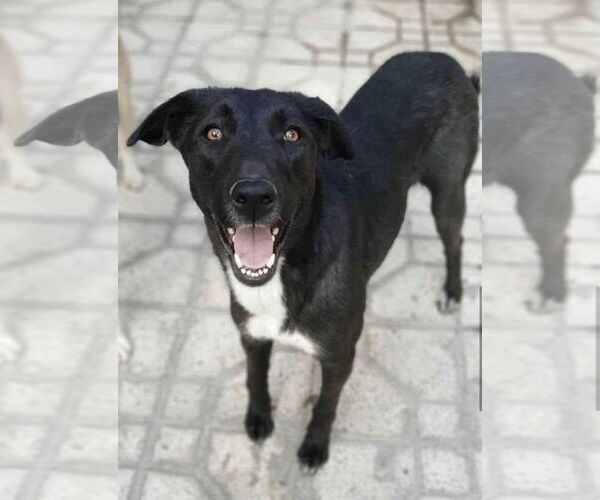 Medium Photo #1 Mutt Puppy For Sale in Ridgefield, CT, USA