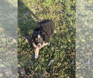 Medium Miniature Australian Shepherd