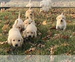 Small Photo #1 Labrador Retriever Puppy For Sale in WATERTOWN, WI, USA