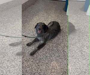 Salem - Female Border Collie-Unknown Mix Dog for Adoption - Photo #2