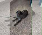 Small Photo #2 Border Collie-Unknown Mix Puppy For Sale in Highland, IL, USA