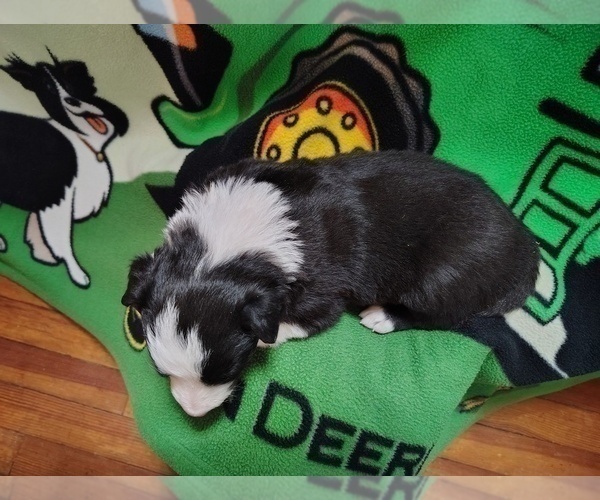 Medium Photo #157 Border Collie Puppy For Sale in NORBORNE, MO, USA
