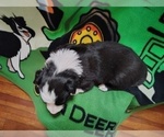 Small Photo #157 Border Collie Puppy For Sale in NORBORNE, MO, USA