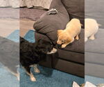 Small #4 Labrador Retriever Mix