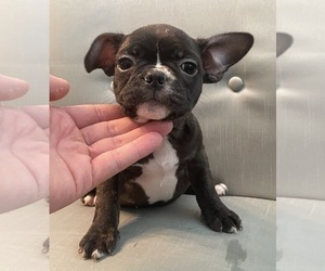 French Bulldog Puppy for sale in JOHNS ISLAND, SC, USA