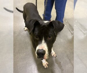 Labrador Retriever-Unknown Mix Dogs for adoption in Forestville, MD, USA