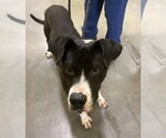 *DANIEL - Male Labrador Retriever-Unknown Mix Dog for Adoption - Small photo
