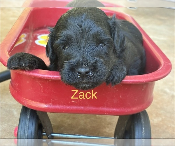 Medium Photo #10 Aussiedoodle Miniature  Puppy For Sale in OKLAHOMA CITY, OK, USA