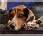 Small #19 Beagle