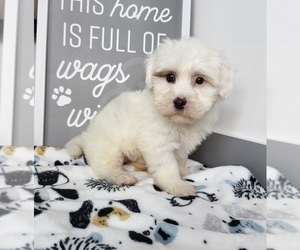 Maltipoo Puppy for sale in FRANKLIN, IN, USA