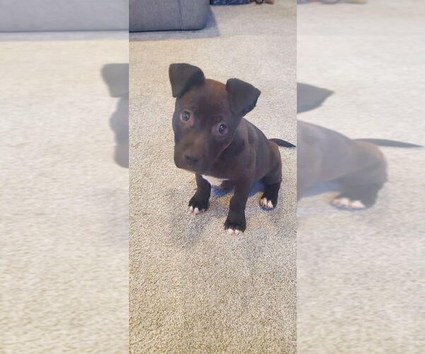 Medium Photo #13 Mutt Puppy For Sale in Lakewood, CO, USA