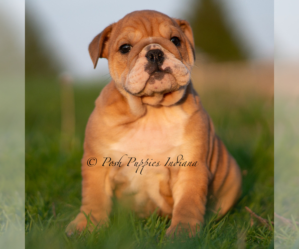 Medium Photo #14 English Bulldog Puppy For Sale in WARSAW, IN, USA