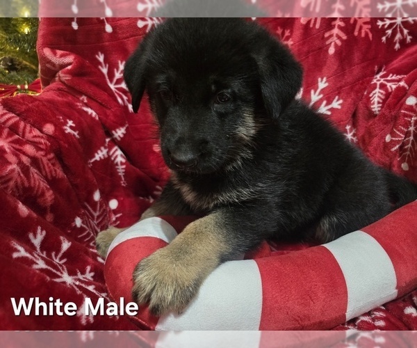 Medium Photo #23 German Shepherd Dog Puppy For Sale in APACHE JUNCTION, AZ, USA