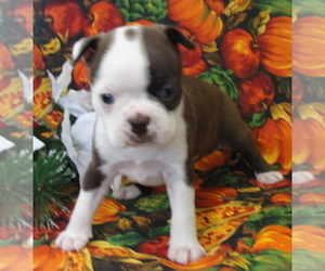 Boston Terrier Puppy for sale in CRKD RVR RNCH, OR, USA
