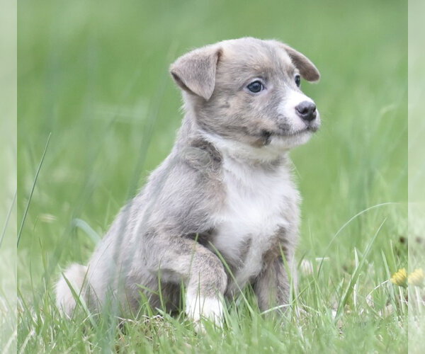 Medium Photo #1 Chihuahua-Unknown Mix Puppy For Sale in Mechanicsburg, PA, USA