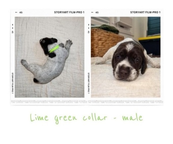 Medium Photo #10 Wirehaired Pointing Griffon Puppy For Sale in Leamington, Ontario, Canada