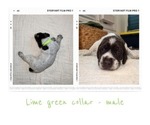 Small #9 Wirehaired Pointing Griffon