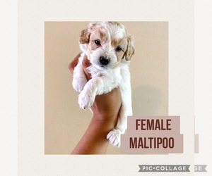 Maltipoo-Poodle (Toy) Mix Puppy for Sale in CARROLLTON, Texas USA