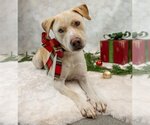 Small Photo #6 Labrador Retriever-Unknown Mix Puppy For Sale in Princeton, MN, USA