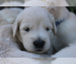 Small Photo #3 Golden Retriever Puppy For Sale in SEYMOUR, MO, USA
