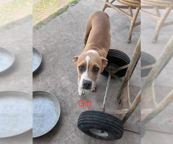 Medium Photo #1 American Staffordshire Terrier-Unknown Mix Puppy For Sale in San Antonio, TX, USA
