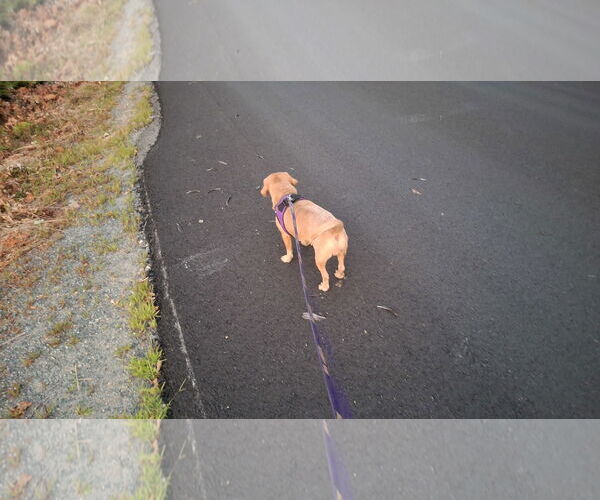 Medium Photo #11 Dachshund-Unknown Mix Puppy For Sale in Sebec, ME, USA