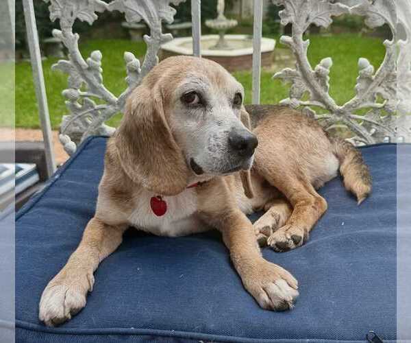 Medium Photo #6 Beagle Puppy For Sale in Dunnellon, FL, USA