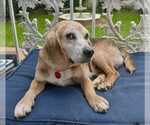 Small #5 Beagle