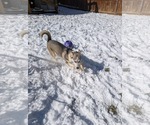 Small #16 Siberian Husky Mix