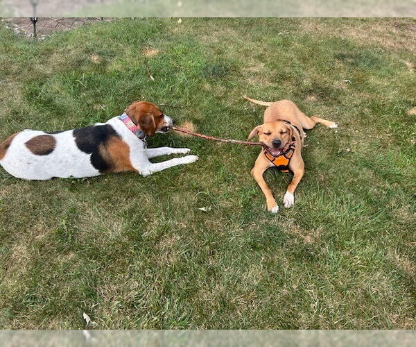 Medium Photo #28 Mutt Puppy For Sale in Utica, NY, USA