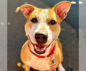 American Pit Bull Terrier Dogs for adoption in Canton, CT, USA