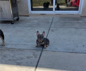 French Bulldog Puppy for sale in OXNARD, CA, USA