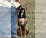 Small #4 Catahoula Leopard Dog-German Shepherd Dog Mix