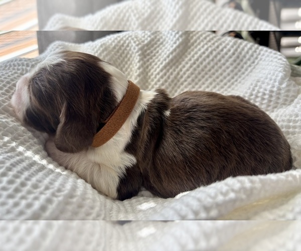 Medium Photo #22 English Springer Spaniel Puppy For Sale in ACTON, MT, USA