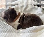 Small Photo #22 English Springer Spaniel Puppy For Sale in ACTON, MT, USA