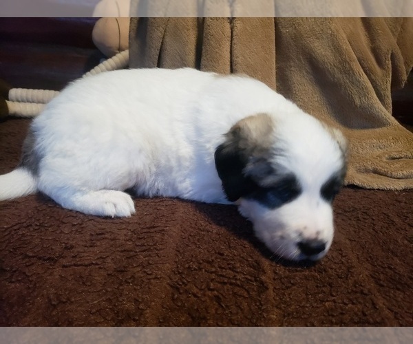 Medium Photo #1447 Anatolian Shepherd-Maremma Sheepdog Mix Puppy For Sale in LECANTO, FL, USA