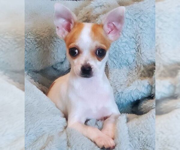 Medium Photo #4 Chihuahua-Unknown Mix Puppy For Sale in Tustin, CA, USA