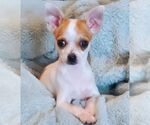 Small #3 Chihuahua Mix