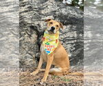 Small #3 Labrador Retriever Mix