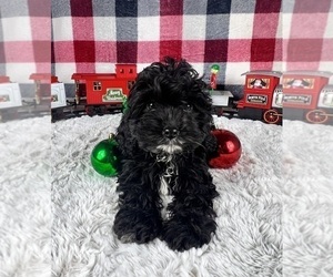 YorkiePoo Puppy for sale in GREENWOOD, IN, USA