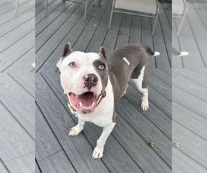 American Pit Bull Terrier-Unknown Mix Dogs for adoption in Germantown, OH, USA