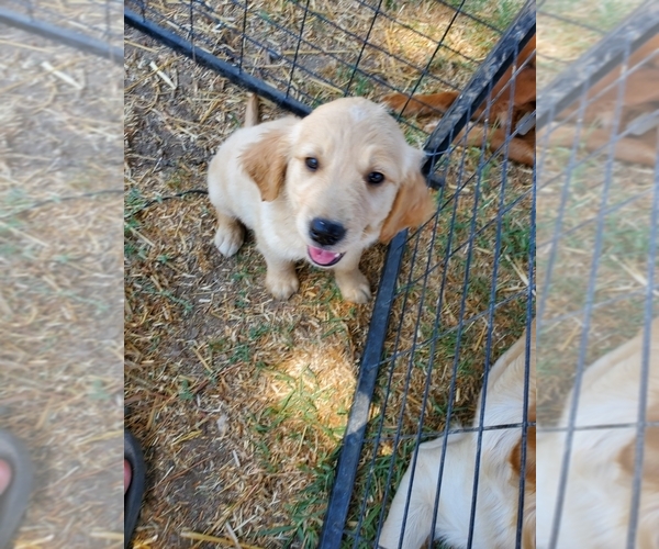 Medium Photo #1 Golden Retriever Puppy For Sale in YUCAIPA, CA, USA