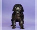 Small #1 Poodle (Miniature)